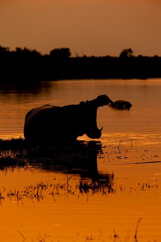 121 Okavango Delta, nijlpaard.jpg